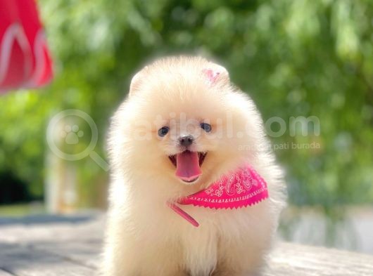 Safkan Pomeranian Boo Yavrular