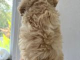Xxsmall Maltipoo Bebeklerim