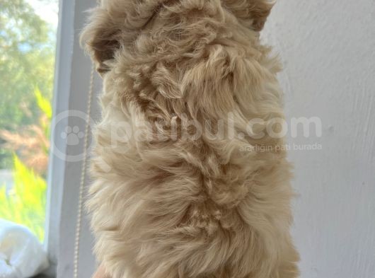 Xxsmall Maltipoo Bebeklerim görsel