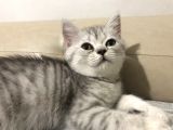 Sevi̇mli̇ Erkek Yavru