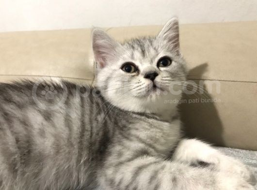 Sevi̇mli̇ Erkek Yavru görsel