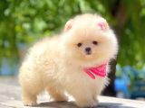 Safkan Pomeranian Boo Yavrular