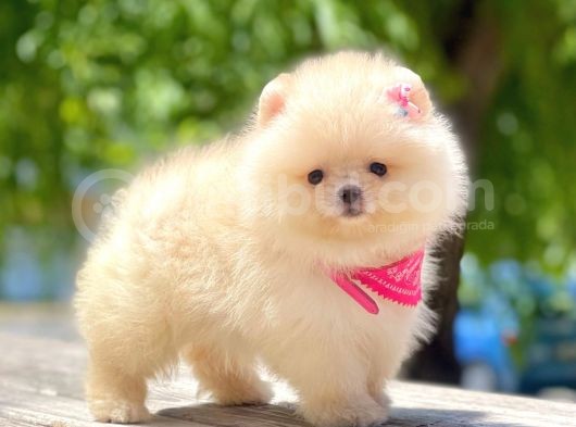 Safkan Pomeranian Boo Yavrular görsel