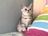 Sevi̇mli̇ Erkek Yavru