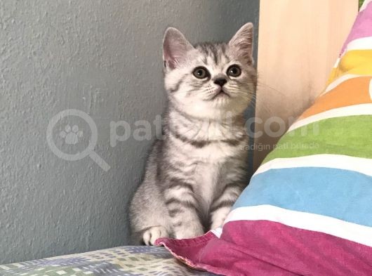 Sevi̇mli̇ Erkek Yavru görsel