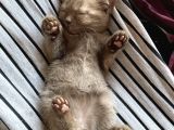 54 Günlük Yavru British Shorthair