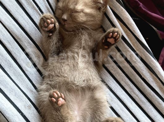 54 Günlük Yavru British Shorthair görsel