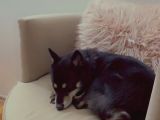 Shiba İnu Saf Kan1 Yaşında