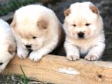 Chow Chow Erkek Ve Dişi Yavrumuz