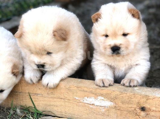 Chow Chow Erkek Ve Dişi Yavrumuz görsel