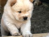 Chow Chow Erkek Ve Dişi Yavrumuz