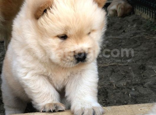 Chow Chow Erkek Ve Dişi Yavrumuz görsel
