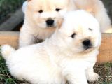 Chow Chow Erkek Ve Dişi Yavrumuz