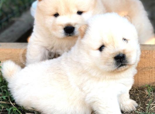 Chow Chow Erkek Ve Dişi Yavrumuz görsel