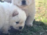 Chow Chow Erkek Ve Dişi Yavrumuz