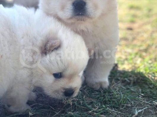 Chow Chow Erkek Ve Dişi Yavrumuz görsel