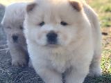 Chow Chow Erkek Ve Dişi Yavrumuz