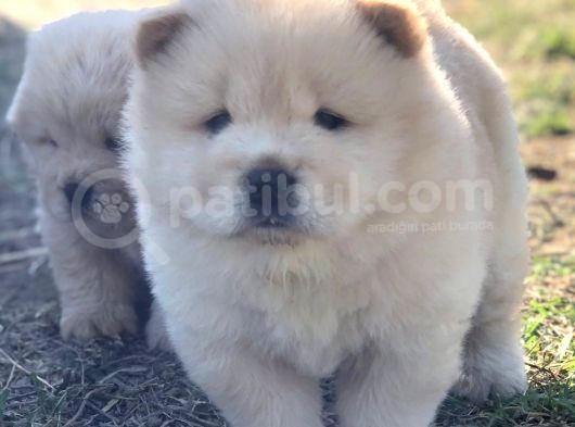 Chow Chow Erkek Ve Dişi Yavrumuz görsel