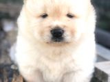 Chow Chow Erkek Ve Dişi Yavrumuz
