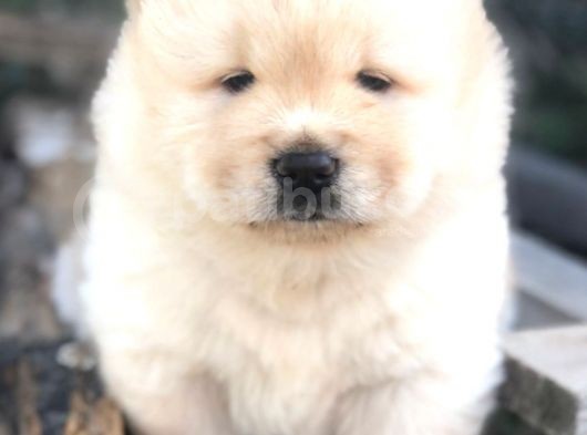 Chow Chow Erkek Ve Dişi Yavrumuz görsel