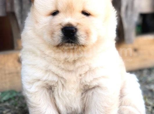 Chow Chow Erkek Ve Dişi Yavrumuz