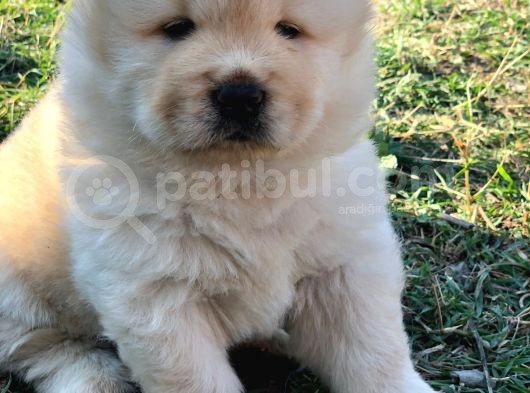 Chow Chow Erkek Ve Dişi Yavrumuz görsel