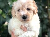 Malti̇poo Baby