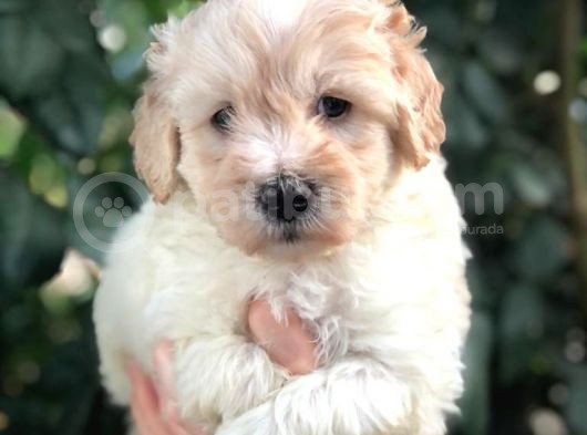 Malti̇poo Baby görsel