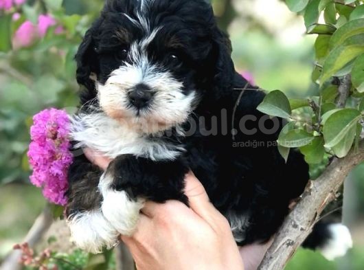 Malti̇poo Baby