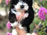 Malti̇poo Baby