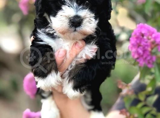 Malti̇poo Baby görsel