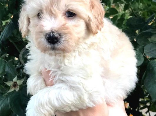Malti̇poo Baby görsel