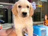 Baby face Golden yavrumuz erkek 