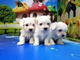 Maltese Terri̇er Yavrular