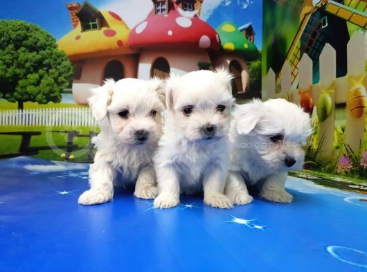 Maltese Terri̇er Yavrular görsel