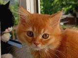 British Longhair Portakal Oğlumuza Yeni Bir Yuva