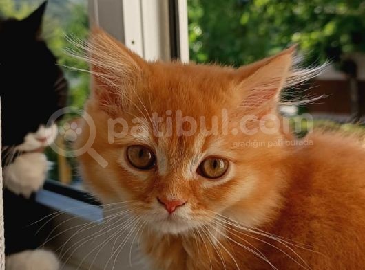 British Longhair Portakal Oğlumuza Yeni Bir Yuva görsel