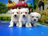 Maltese Terri̇er Yavrular