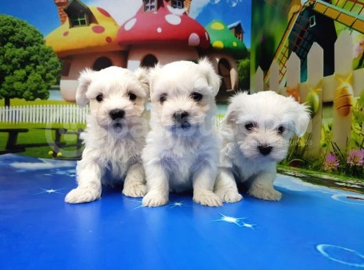 Maltese Terri̇er Yavrular görsel