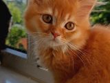 British Longhair Portakal Oğlumuza Yeni Bir Yuva