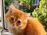 British Longhair Portakal Oğlumuza Yeni Bir Yuva