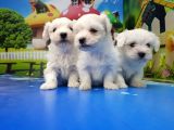 Maltese Terri̇er Yavrular