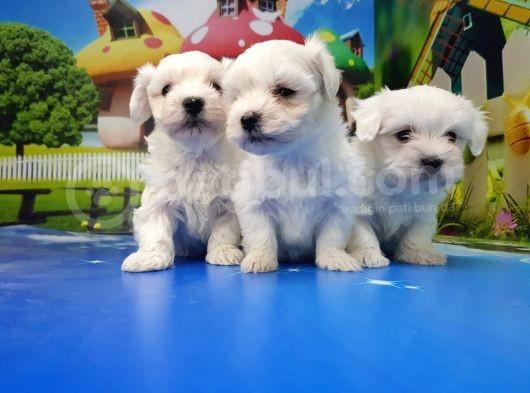 Maltese Terri̇er Yavrular görsel