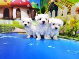 Maltese Terri̇er Yavrular