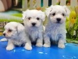 Maltese Terri̇er Yavrular