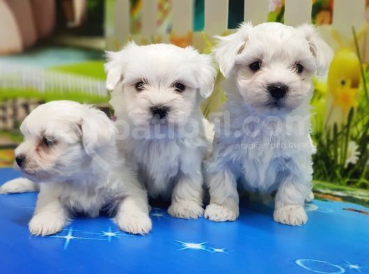 Maltese Terri̇er Yavrular görsel