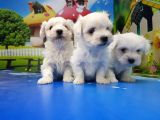 Maltese Terri̇er Yavrular