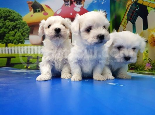 Maltese Terri̇er Yavrular görsel