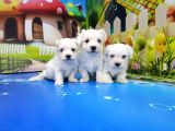 Maltese Terri̇er Yavrular