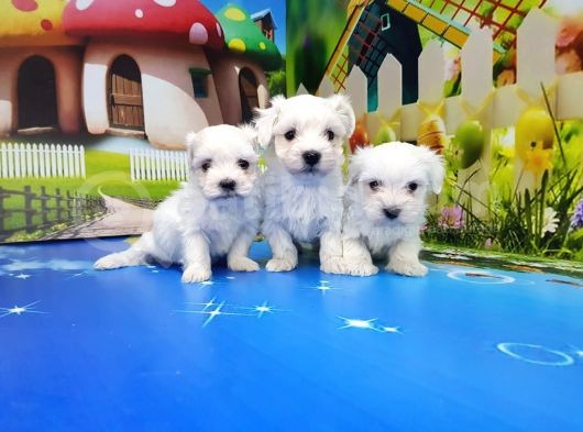 Maltese Terri̇er Yavrular görsel